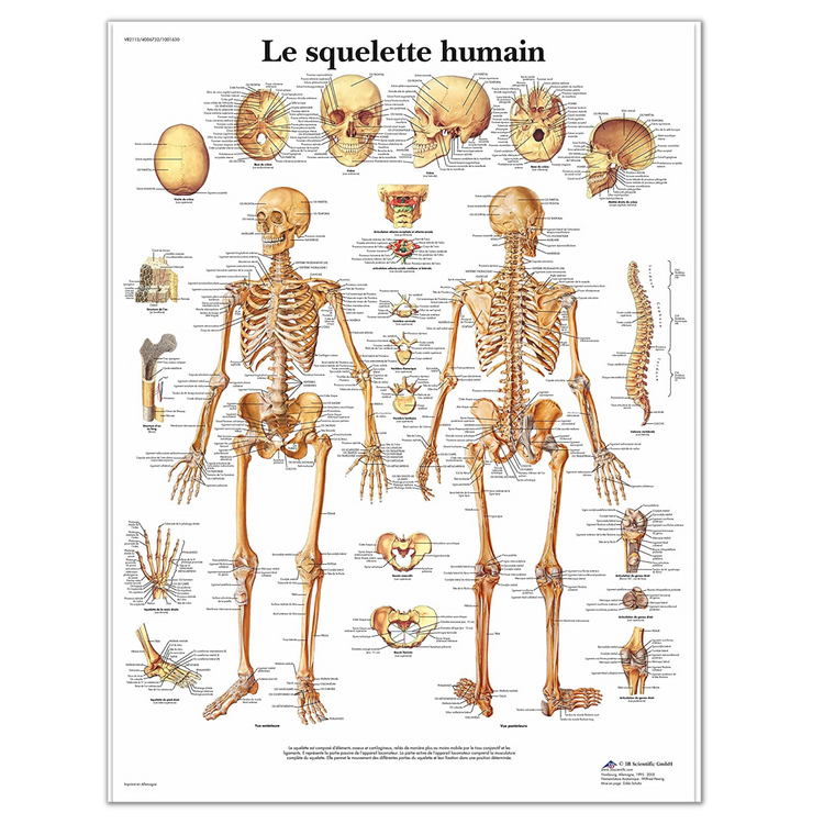 Planche anatomique - Le squelette humain - Anatomie et pathologie - 3B Scientific